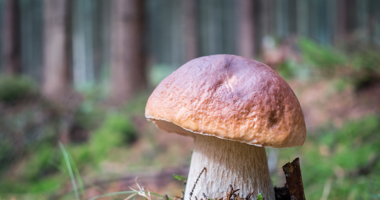 By tapping the mushroom hat, we will check if he is worms /123RF /PICSEL