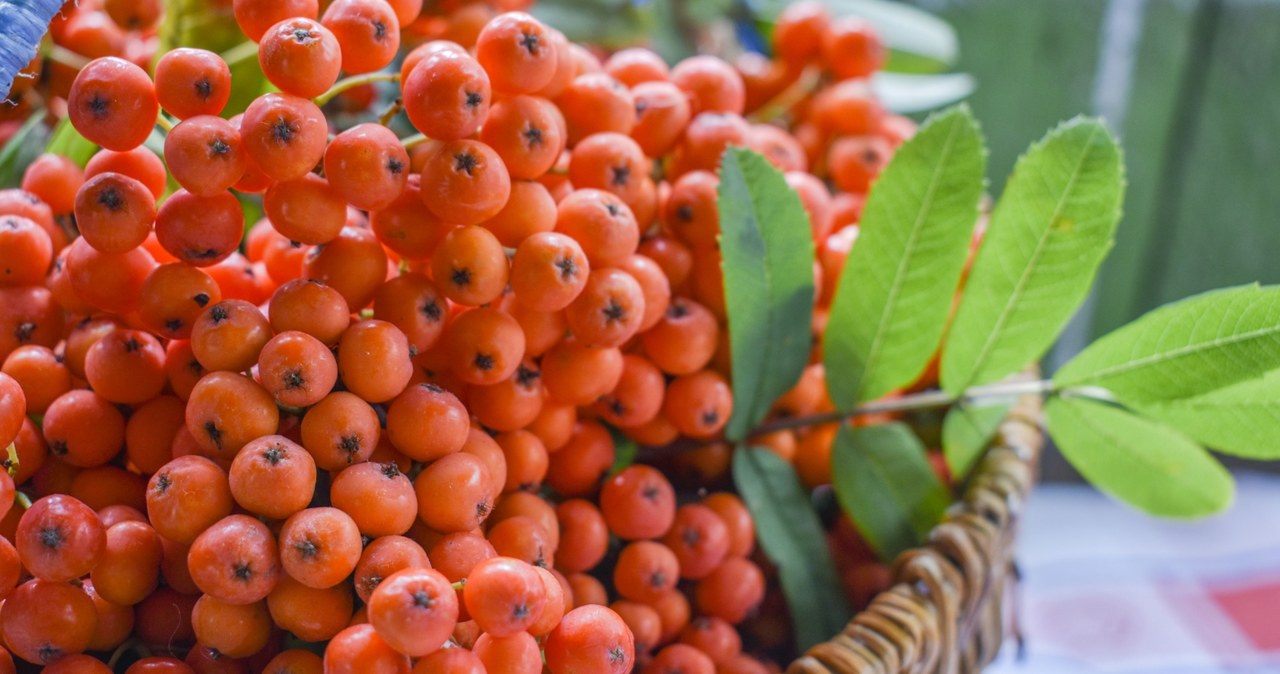 Raw rowan fruit is not suitable for food. After thermal treatment, however, they are a great base for a healthy and tasty jam. /123RF/PICSEL