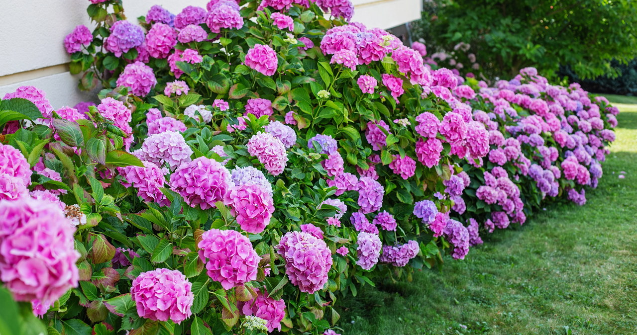 To obtain pink hydrangea flowers, the soil pH should be raised by using garden lime or other deacidification preparations. /123RF/PICSEL