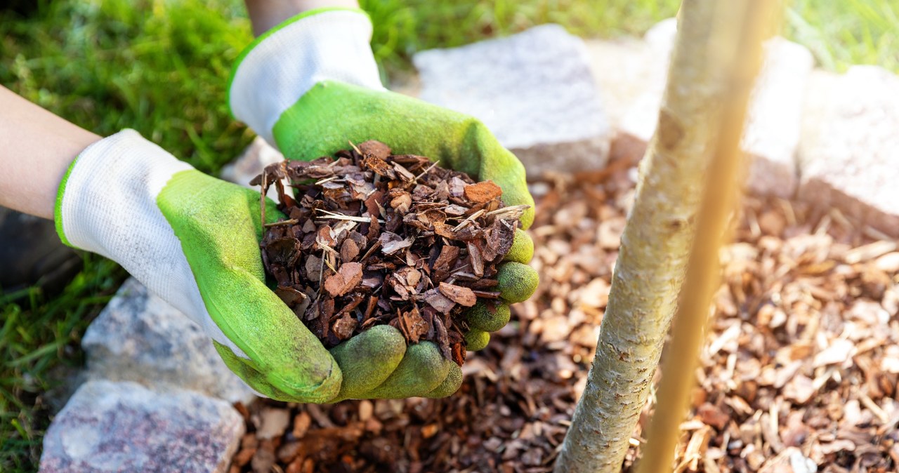 Mulching of roses can be carried out in summer /123RF /PICSEL