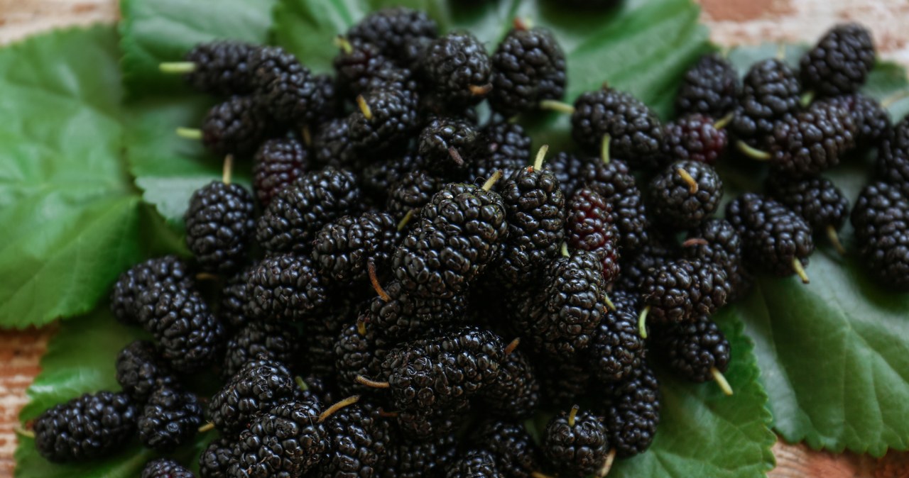 Black mulberry fruits contain a lot of vitamins and are low -calorie /123RF /PICSEL