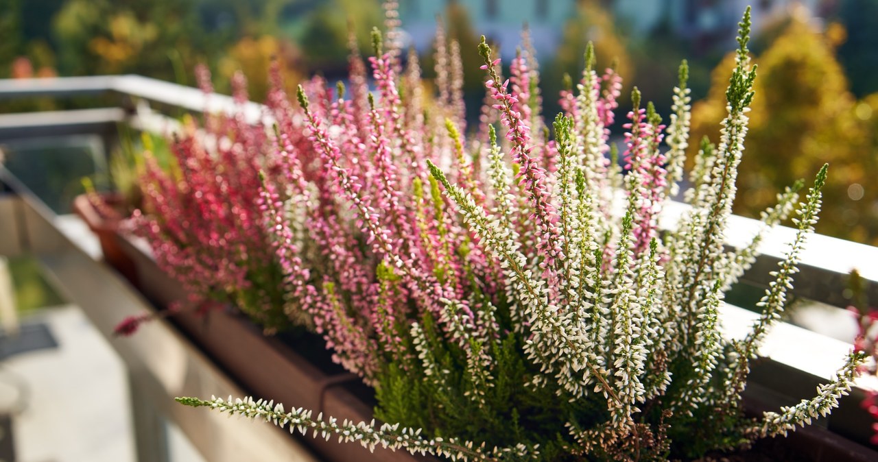 If you have heathers in pots, water them only when the soil is quite dry /123RF /PICSEL