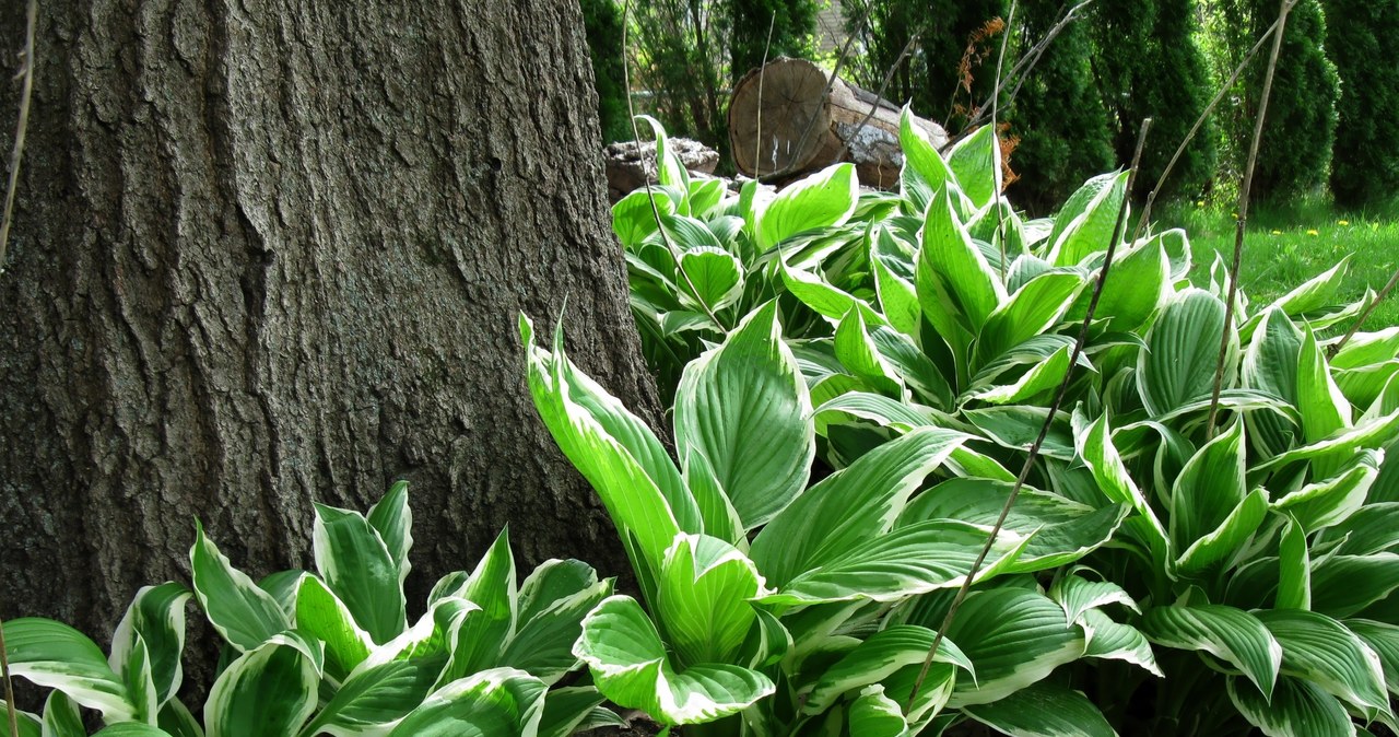 Hosts are famous for their decorative leaves /123RF /PICSEL