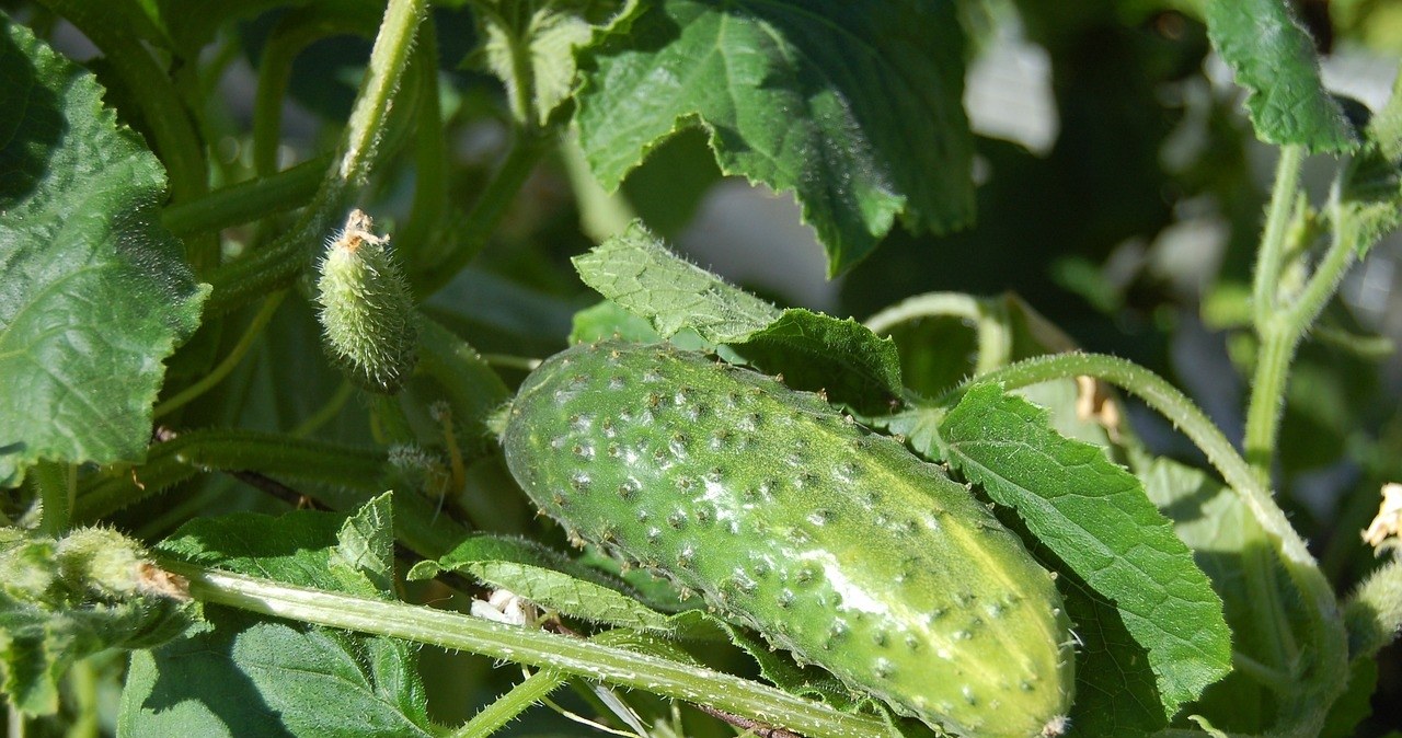 Cucumbers are worth spraying /Alexey Hulsov /pixabay.com