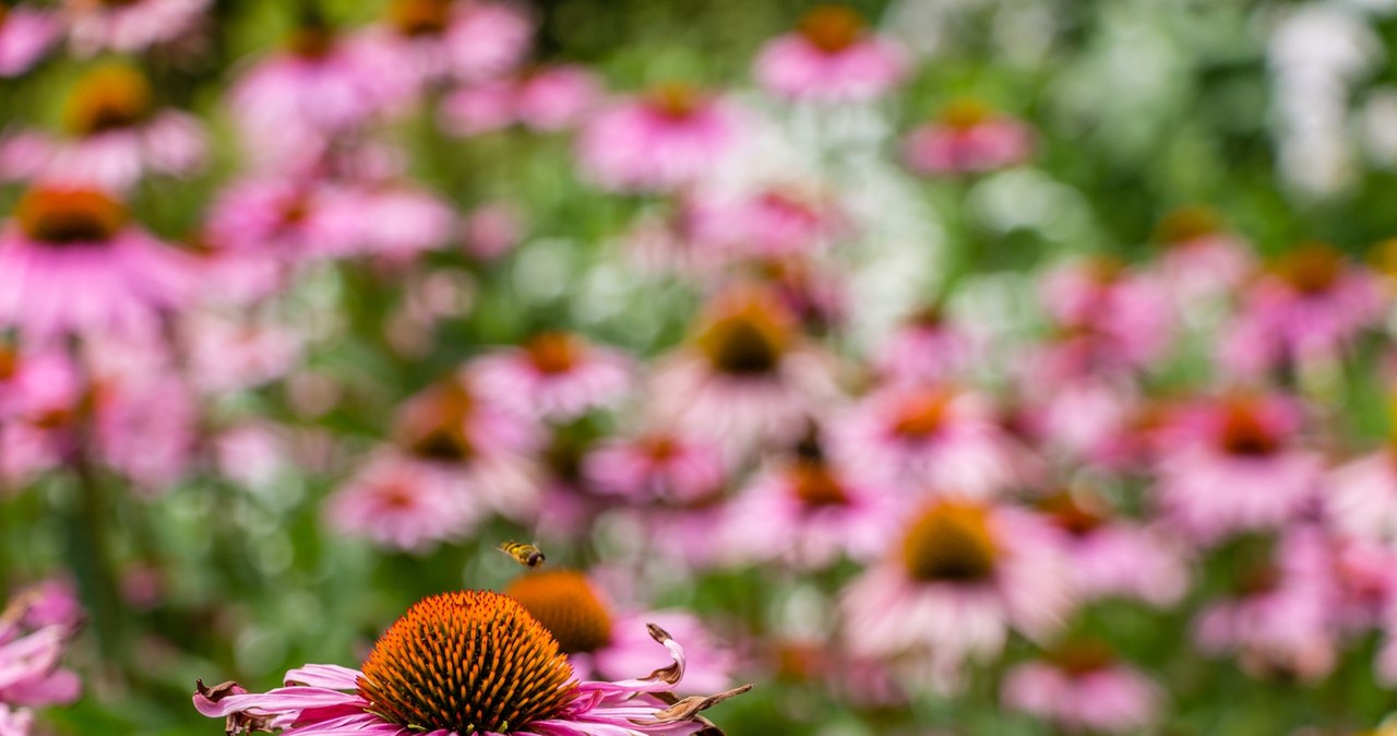 Regular removal of faded echinhants will stimulate the plant to release new packages