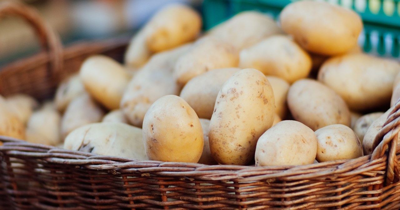 Potatoes should be stored in a dry, cool and dark place