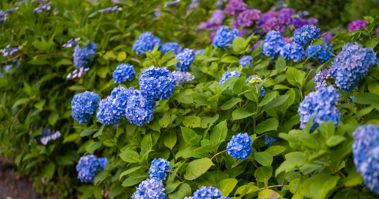 On sunny days, let's cut hydrangeas with a shading mesh /123RF /PICSEL