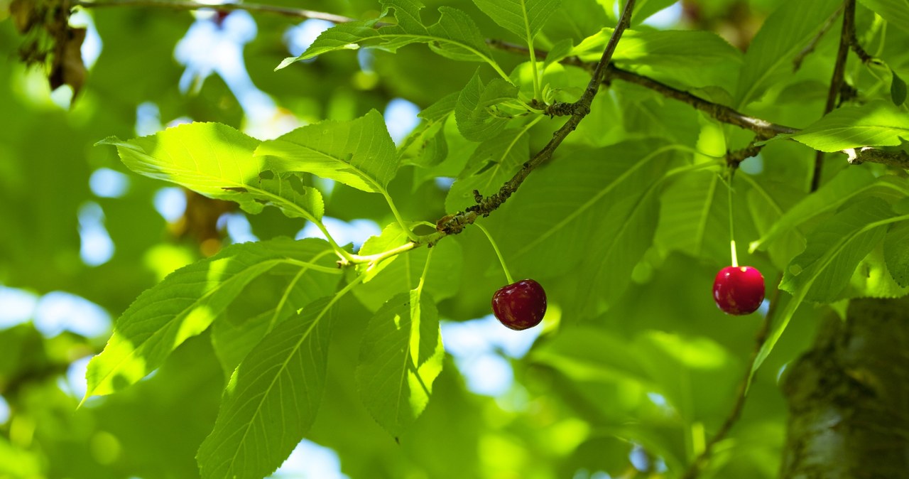 Cherry leaves have many valuable properties, but they should be used with great caution and moderation. /Pixel