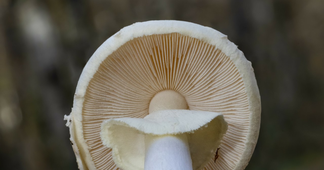 The venomous toadstool has lighter plates than a mushroom. It also has a ring on the shaft, but the one in older specimens can disappear /pixel
