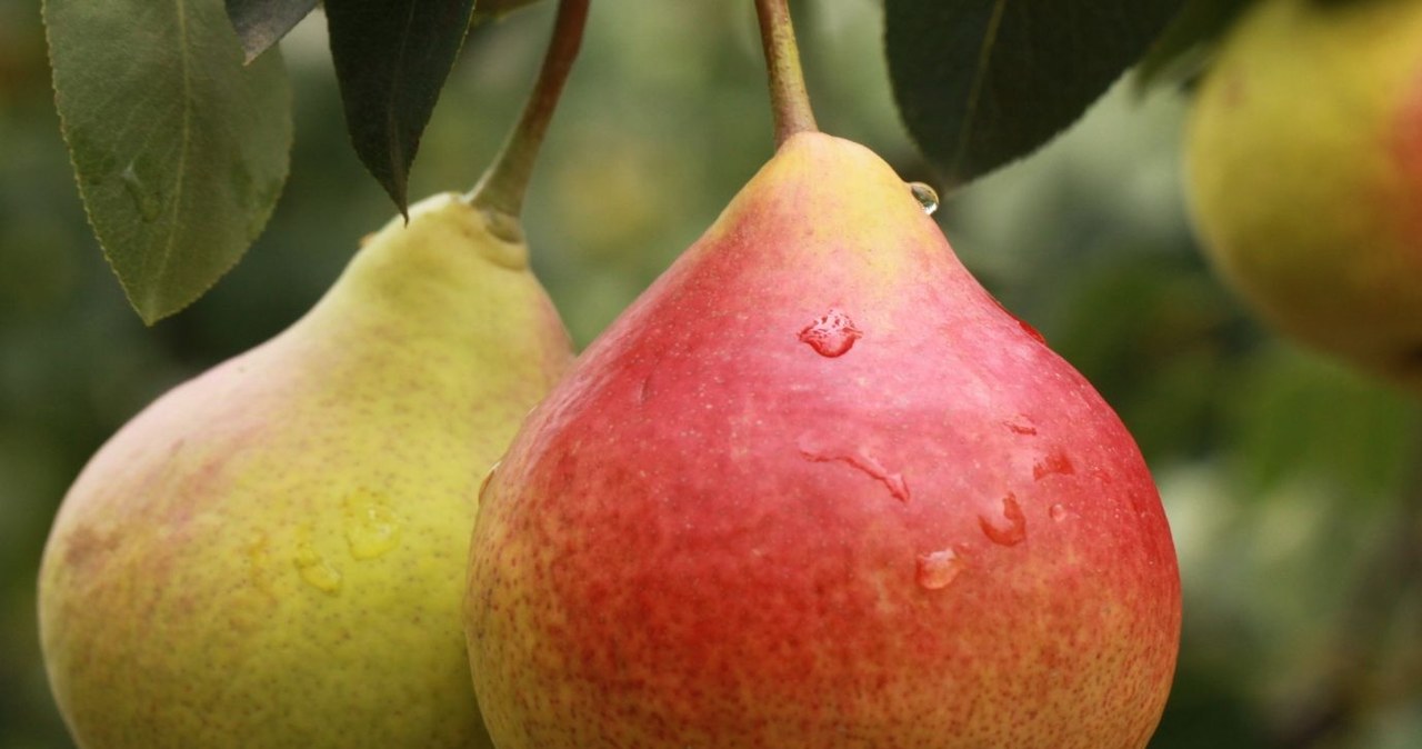 Favorite slap is considered one of the prettiest varieties of pears /RKRL001 /Canva Pro