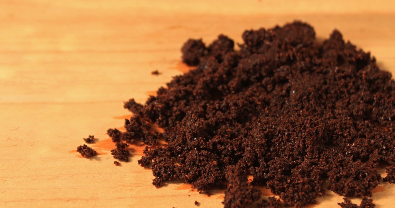 Coffee coffee grounds are a valuable fertilizer for lily