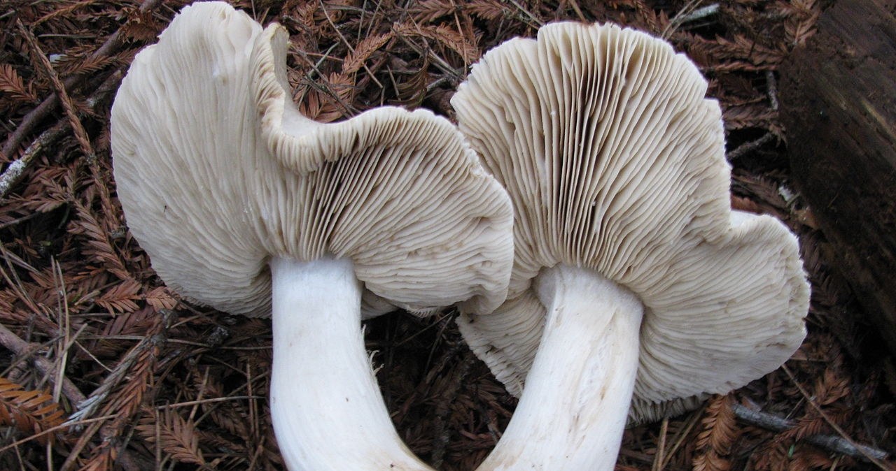 Poisonous plaques of Tiger. Avoid it with a wide arc /wikipedia /outer material