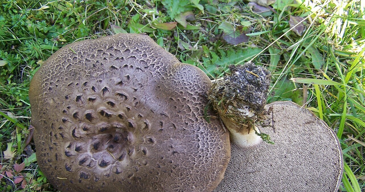 Świerkowy Sarniak /Wikipedia /Outdoor material