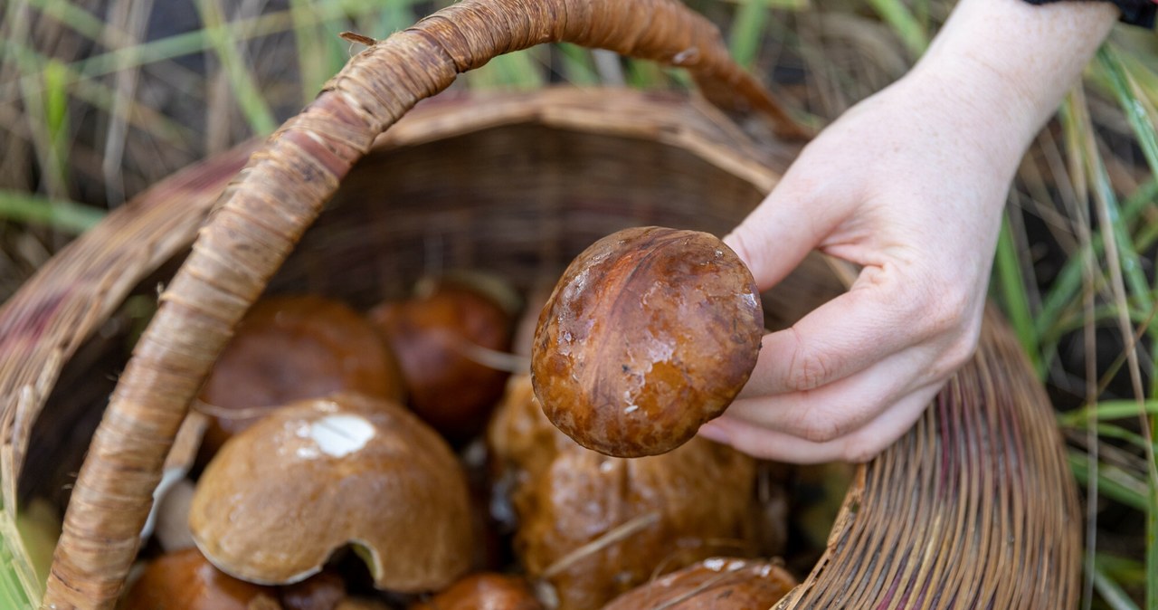 Mushroom quiz - will you recognize all species? /East News