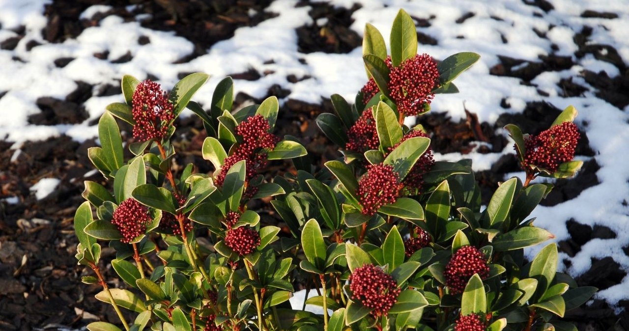 Japanese skimia must be protected for the winter. In particular, when it comes to young specimens /pixel