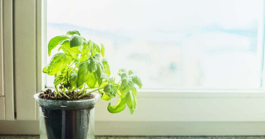 Basil does not forgive this mistake. That's why it wreaks a few days after purchase
