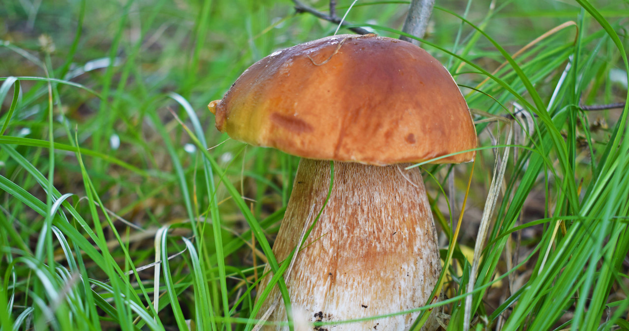 You won't be a mistake for a boletus with Satan. All you have to do is pay attention to it