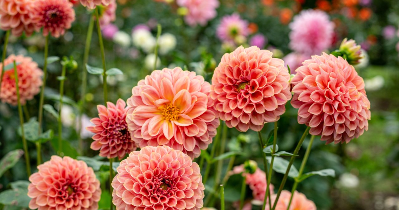 Dalie blooming until November? It's possible, but there are conditions