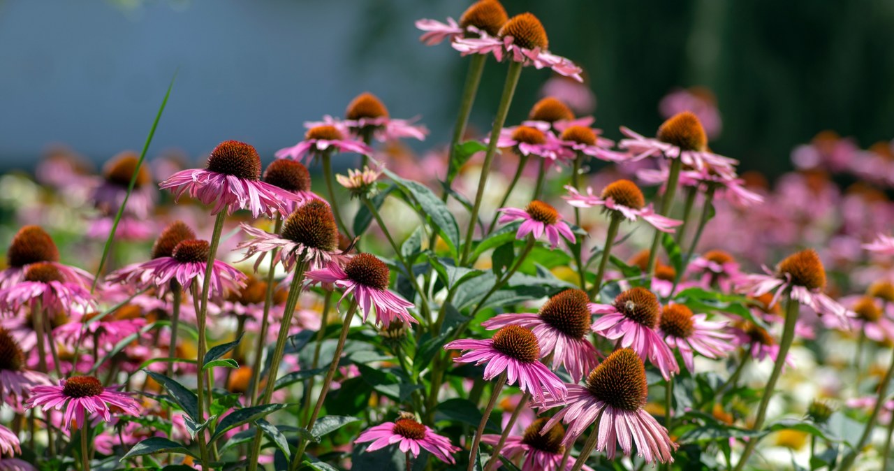 Has the hedgehog faded? Cut her in this way so that she showered up with buds again