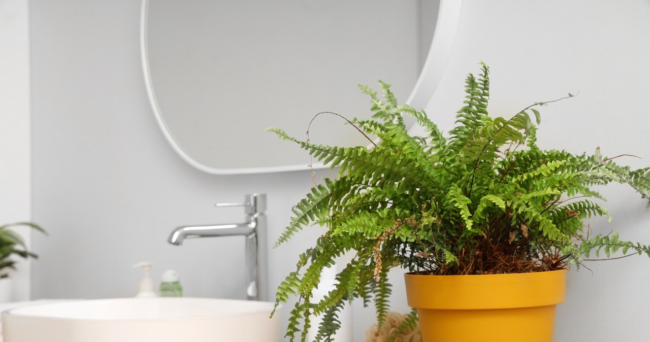Do you have moisture in the apartment? Be sure to buy these plants and you will feel the difference