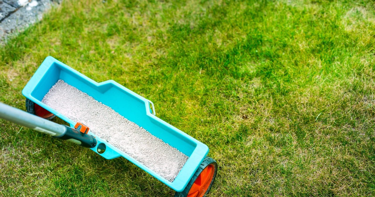 In August, be sure to sprinkle the lawn with it. The grass will be lush and green again