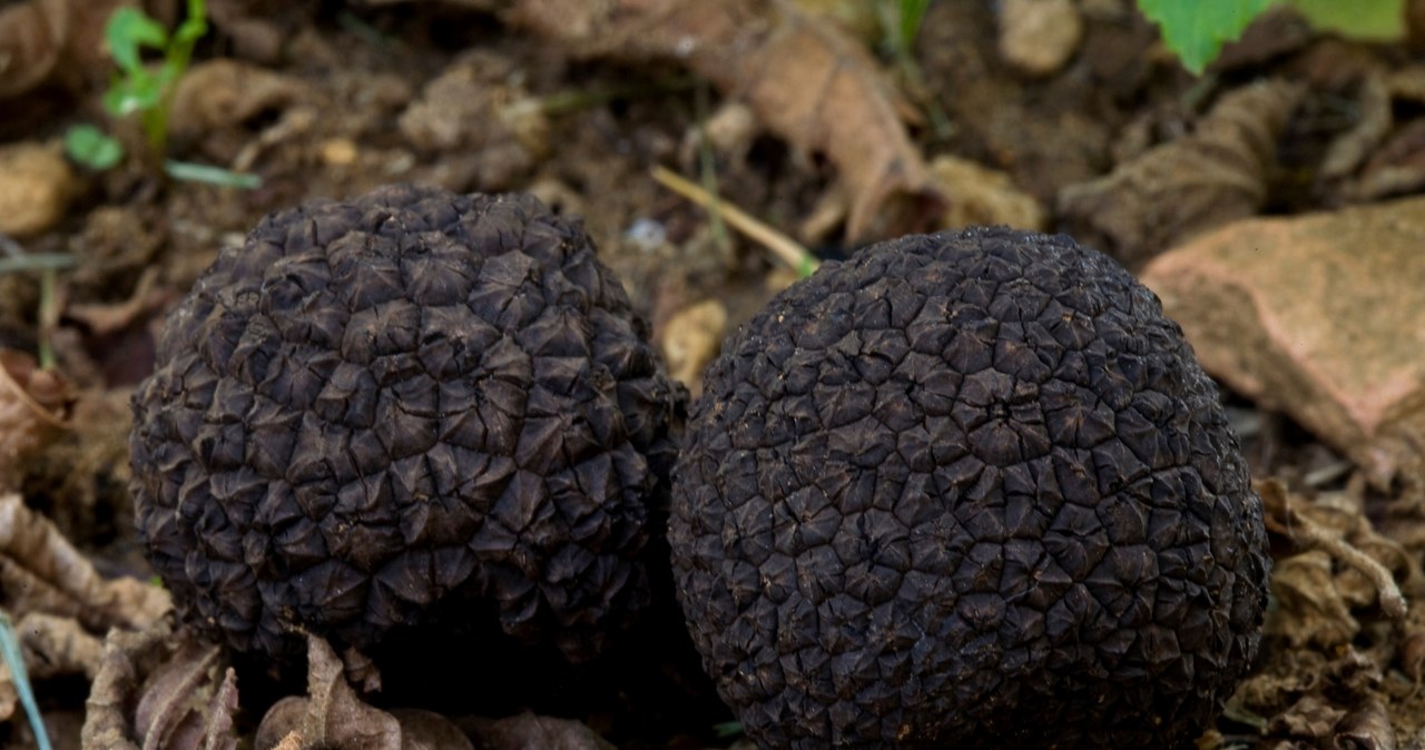 They call them black diamonds. They cost a lot, and there are the most of them in these forests