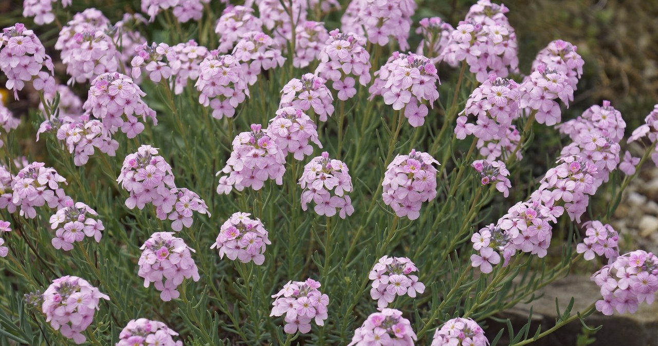 This plant will manage in all conditions. Now is the perfect time to plant it