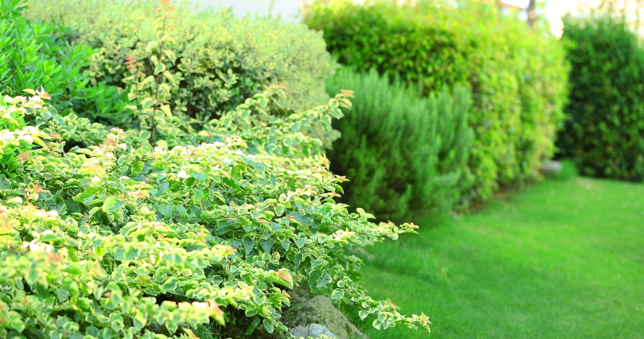 Lots of leaves and few flowers? Check if you make this mistake in the garden
