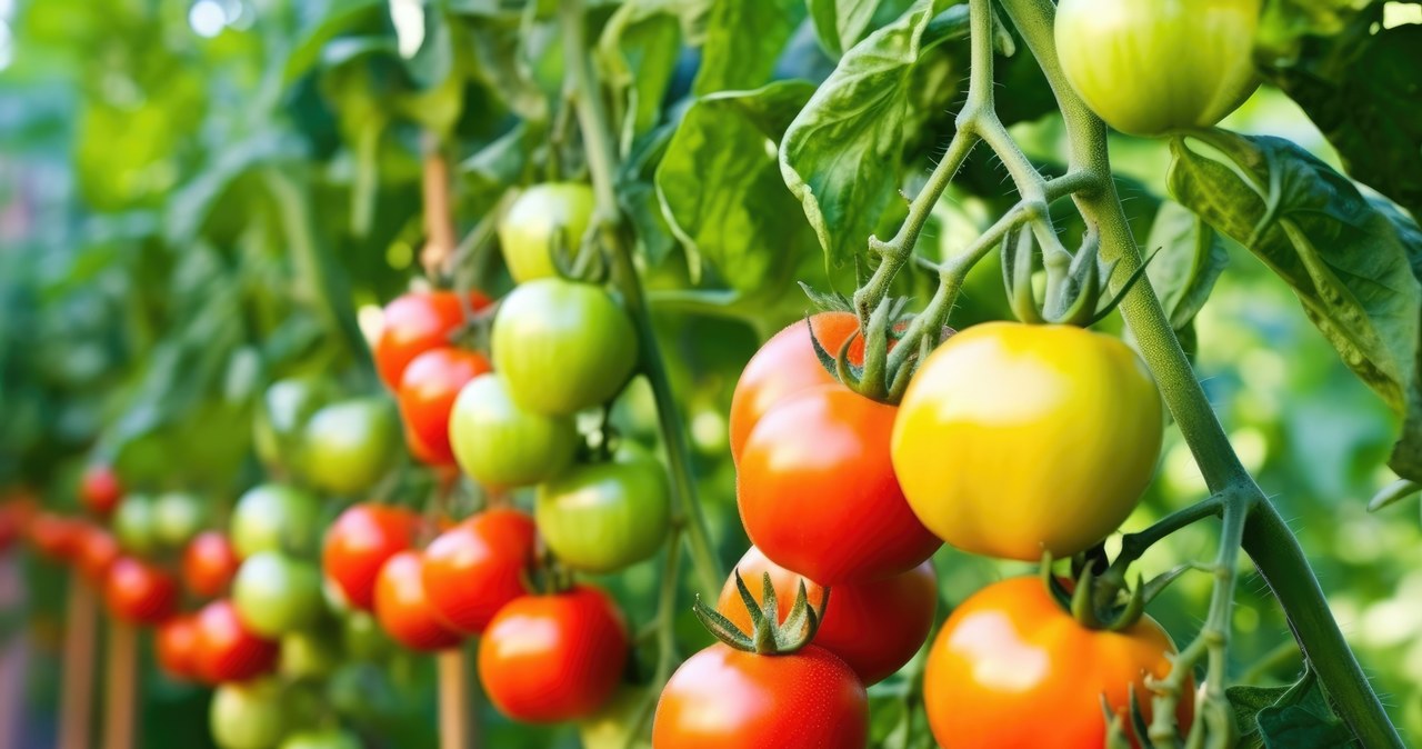 Do it in the garden now. You will collect tomatoes until November