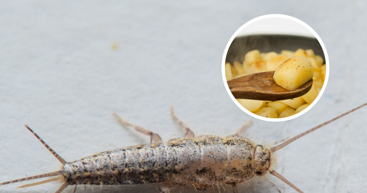 Put him on the bathroom tiles at night. In the morning there will be no trace of sugar fish