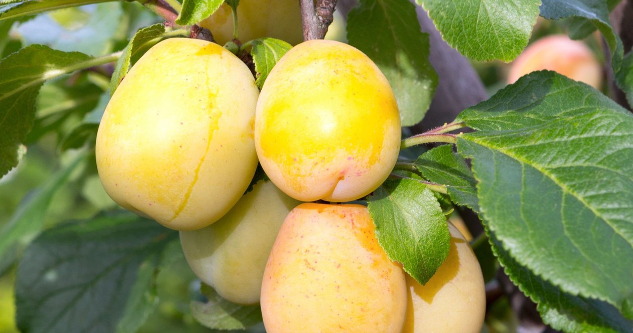 They are already ripening on trees. They have a delicate flesh, they are juicy, without sour notes, perfect for pancakes