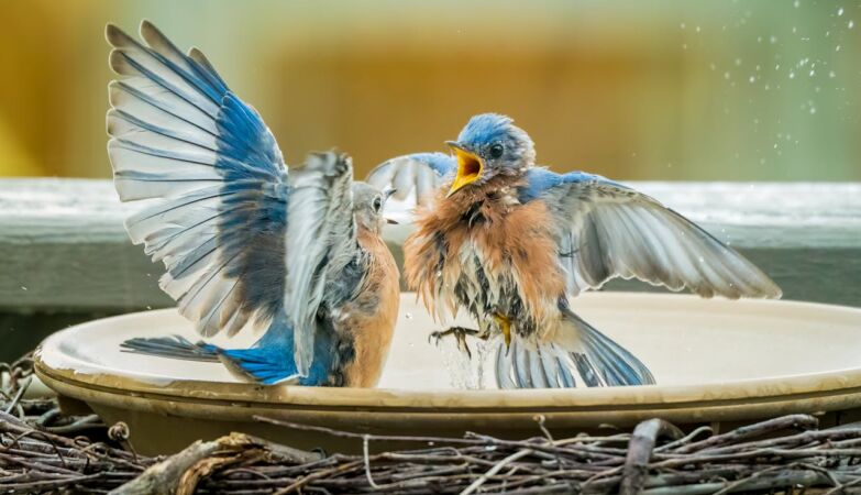 Bird divorces several times to spend winter with another partner