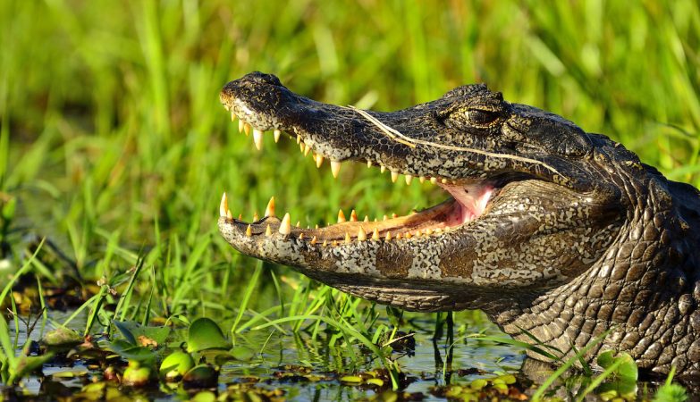 The alligators eat stones. The reason is surprisingly intelligent