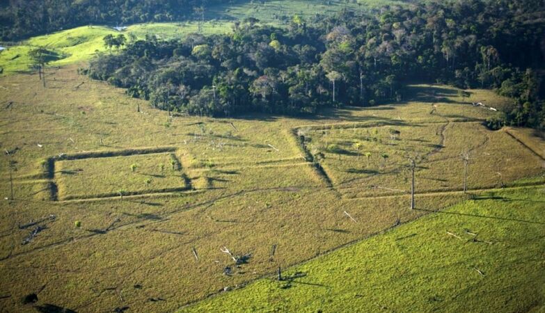 Within a century, the Amazon can become a savannah
