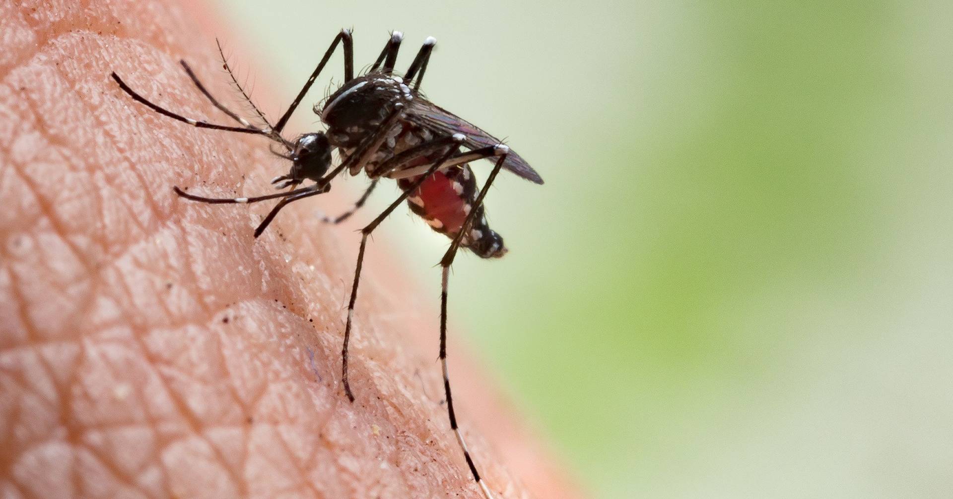 Diseases transmitted by mosquitoes will be "new normal" in Europe (and it is the fault of climate change)
