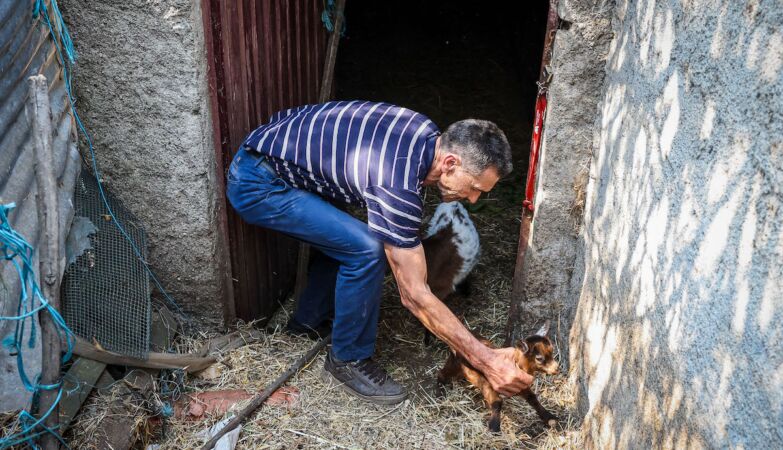 The goats saved Belarmino in the Lousã fire - "But who today wants to be a pastor?"