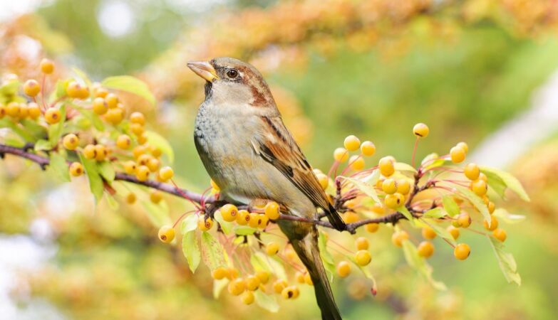 Birds are increasingly boring. It is the fault of lamps