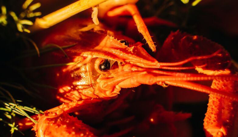 There is seafood that shines in the dark. This is the reason