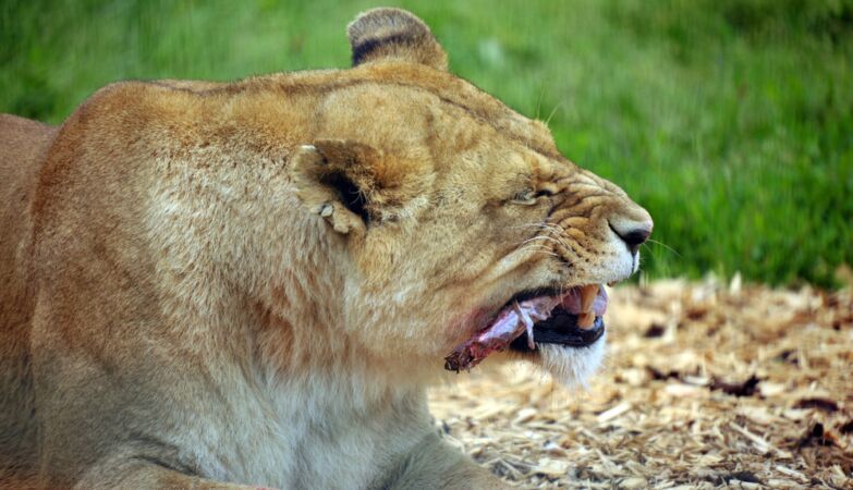Zoo calls for donations from domestic animals to give predators. It's cool