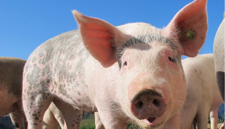 Mexico has a new ally in the search for the victims of the cartels: the pigs