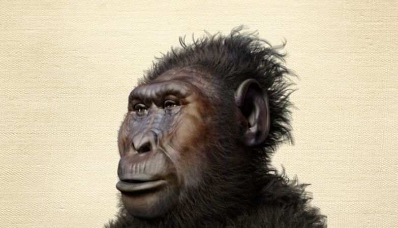 We were not the first to use tools: it was our “brothers”, Paranthropus, suggests study