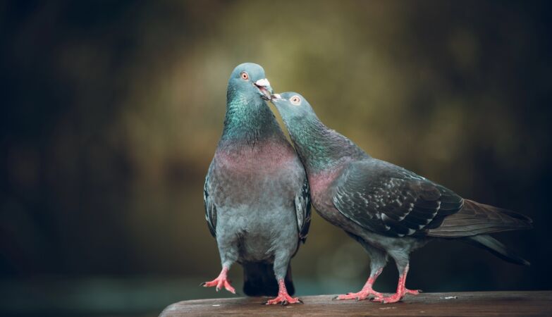 Endogamy saved a kind of extinction
