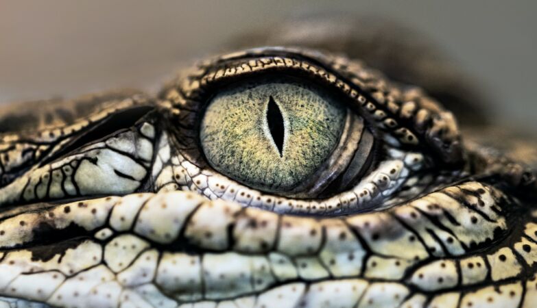 New from Lisbon discovers a new crocodile that survived the extinction of dinosaurs