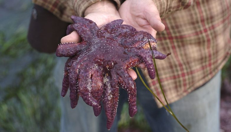 Serial killer of the starfish has finally been caught. Killed thousands of millions