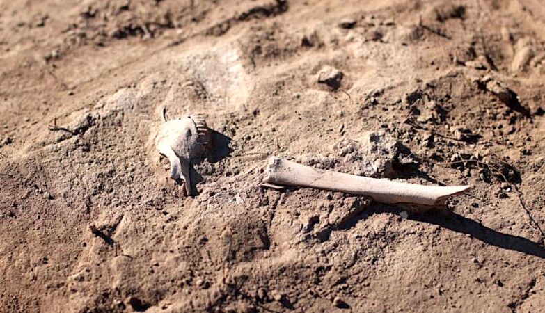 Prehistoric plague jumped from unknown species to sheep-and then humans