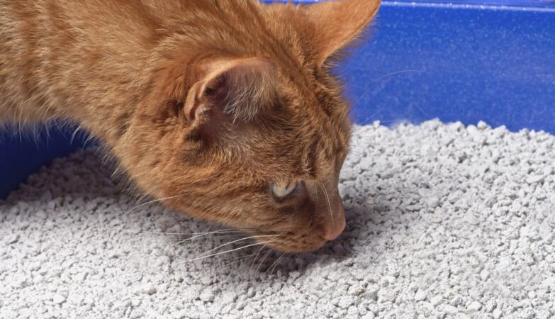 Because your cat turns off the sandbox