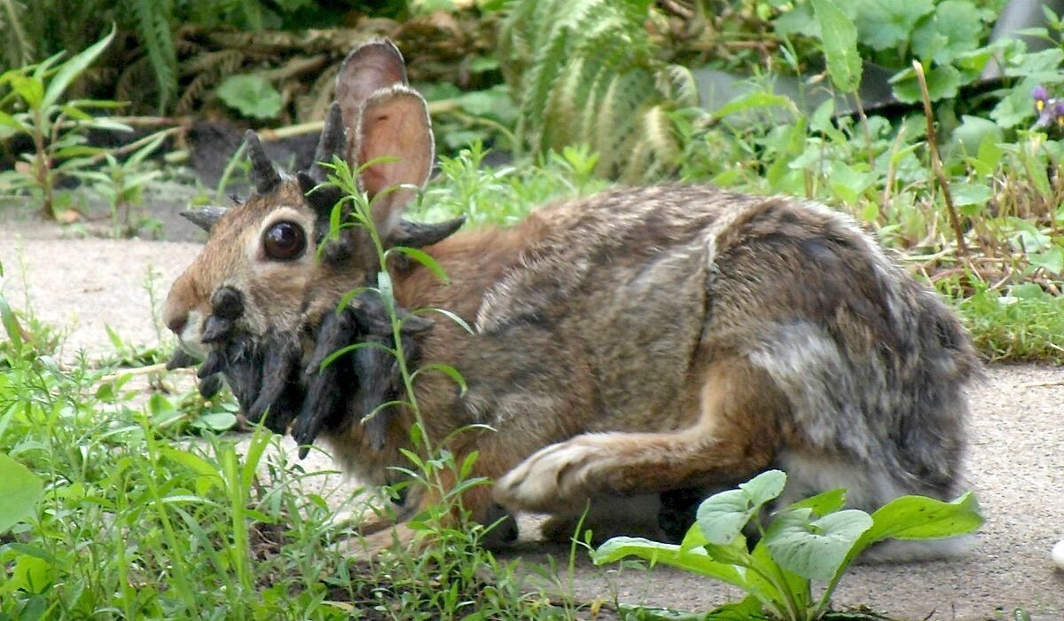 Demonic rabbits with loose horns in the colorado. It's not a horror movie, it's a virus