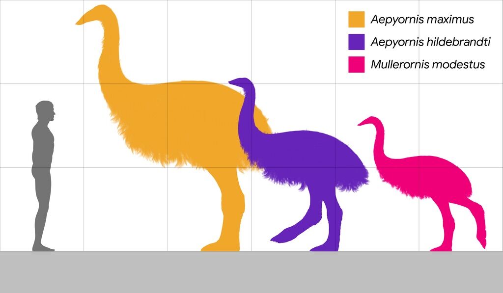 The largest bird that ever existed was the size of an elephant (and put eggs of 10 kg)