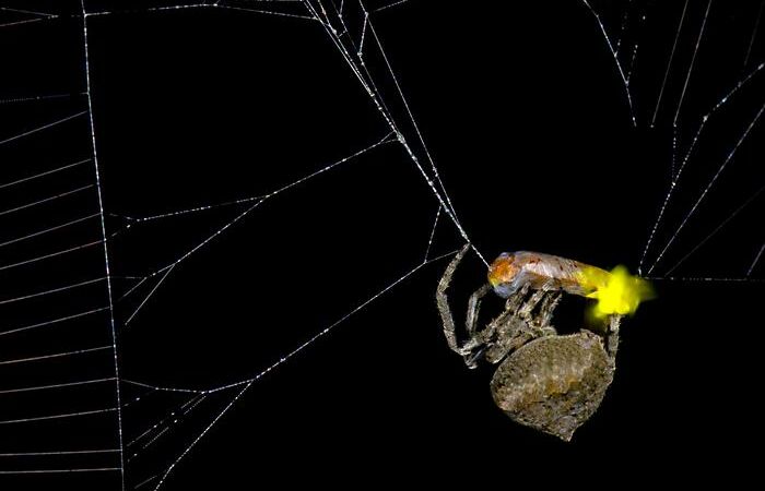 Excited pyrilampos are made hostage by hungry spiders