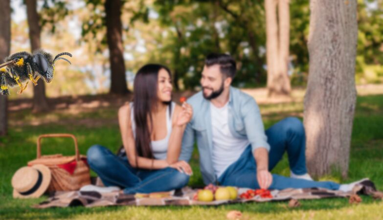 What to do when the wasps invade your picnic - a guide to eat safely